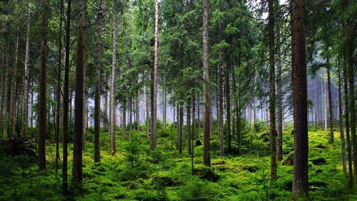 Ako by mal vyzerať zdravý les?