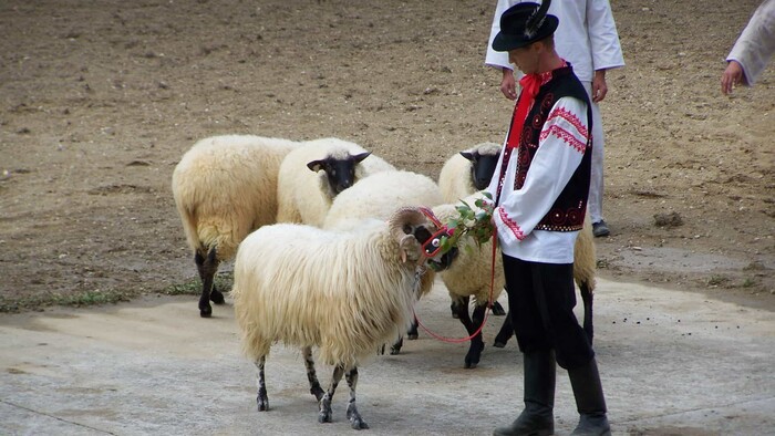 Farmárska revue o tom, ako správne chovať ovečky