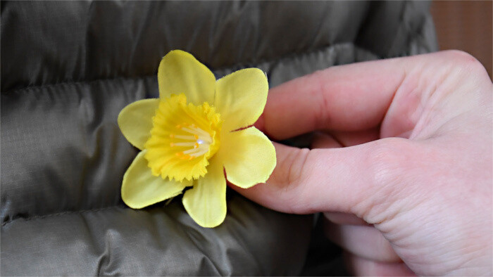 Daffodil Day collection begins on Thursday