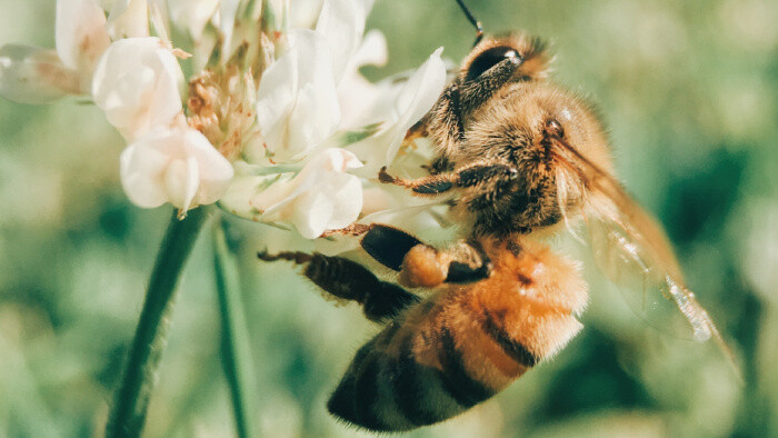Kondícia včiel na Slovensku sa zhoršuje