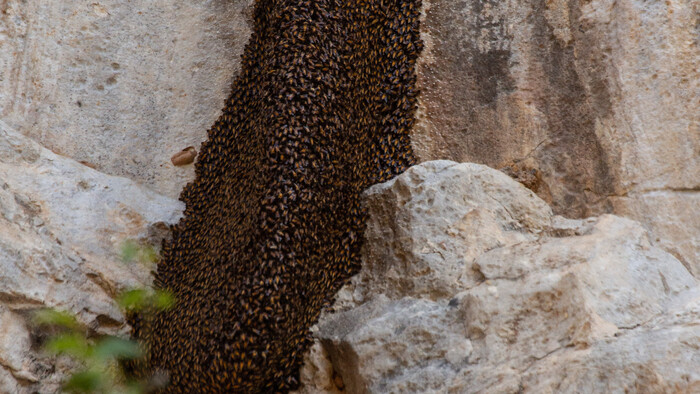 včely na skalnej stene.jpg