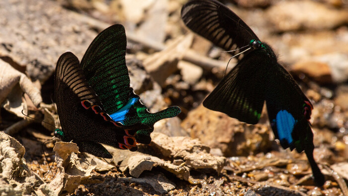 vidlochvost Papilio paris.jpg