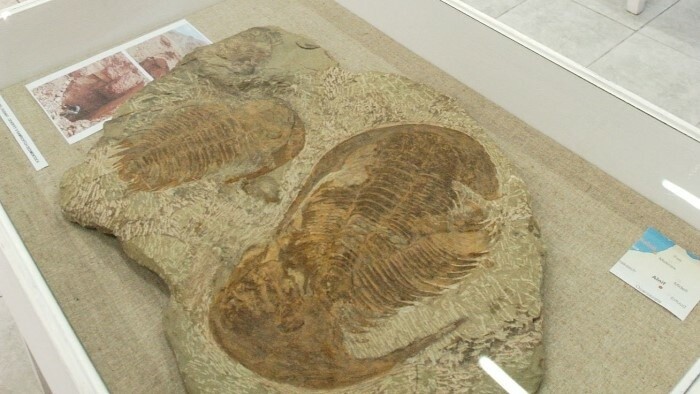 В Трибечском музее выставлены окаменелости третичного периода 