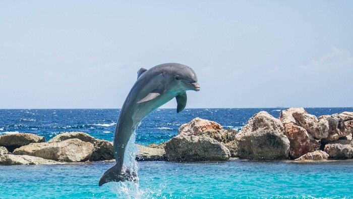 Inteligencia delfínov: Naučili sa liečiť kožné choroby