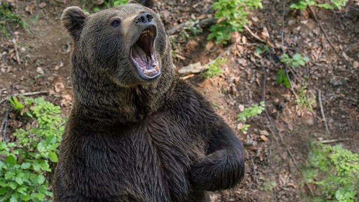 K veci: Sú medvede na Slovensku premnožené?