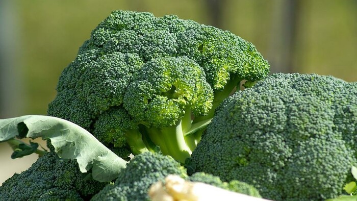 Gurmetárium / Brokolica