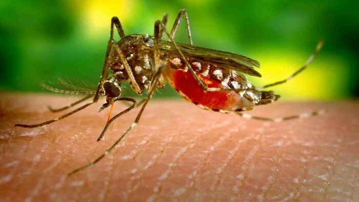 Komár cicia či saje krv