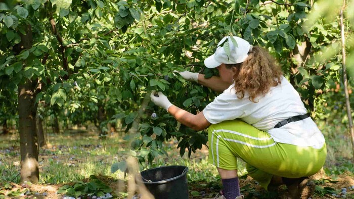 Letný strih ovocných stromov vám prinesie aj v meste bohatú úrodu
