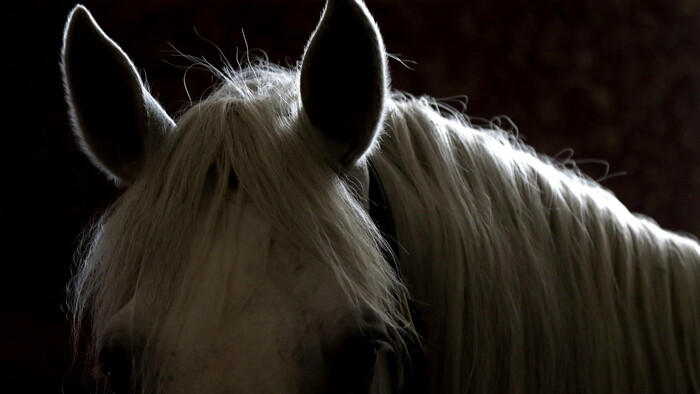 Tajomstvo krásy bieleho koňa odhalené: Natierajú ho tmavým uhlím