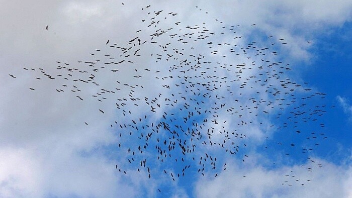 Jarná migrácia vtáctva je v plnom prúde