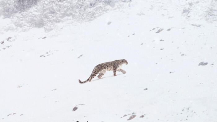 Miniprofil: Snežný leopard