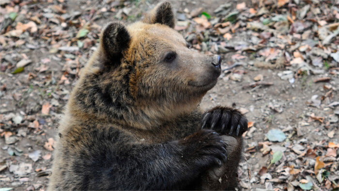 Bears injure people, one death
