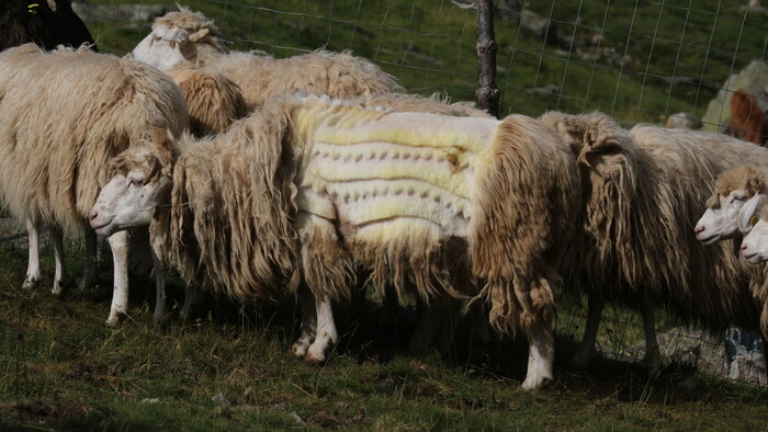 24 špeciálne strihanie oviec v Doberdolle.JPG