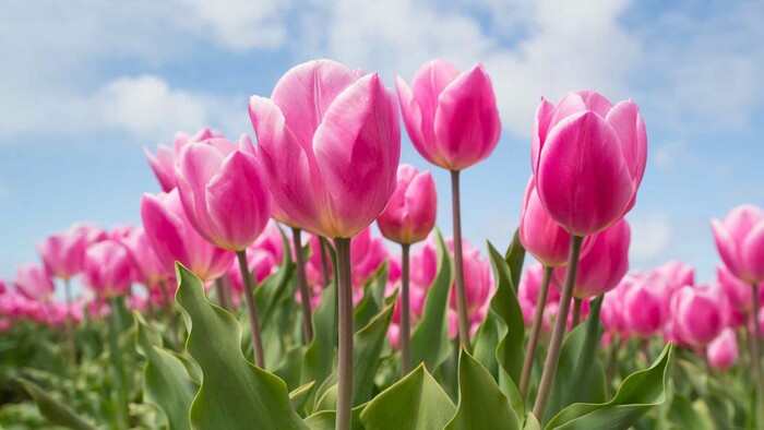 Zo zeme (s Barbarou) / Tipy na krásne tulipány