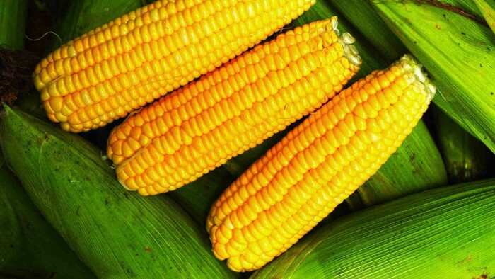 Úroda kukurice