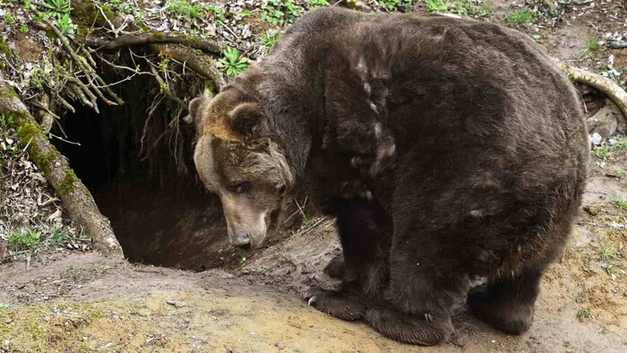 Medvede nám už tisícročia pomáhajú pri šľachtení jabloní
