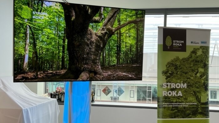 Baum des Jahres 2022: Die Dracheneiche aus Lozorno