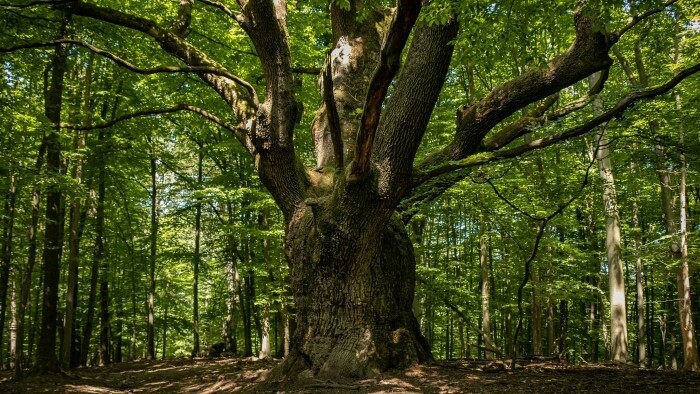 Náš dračí dub z Lozorna v európskej súťaži stromov