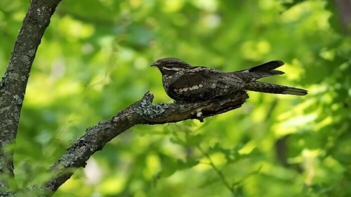 Lelek lesný - malý, rýchly a tajomný vták