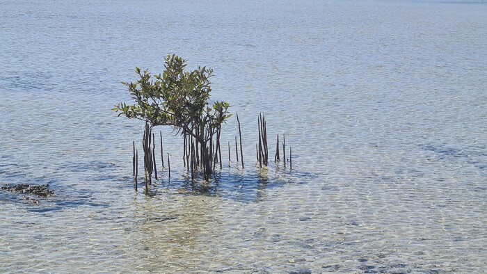 Wadi El Gemal - maly mangrovnik.jpg