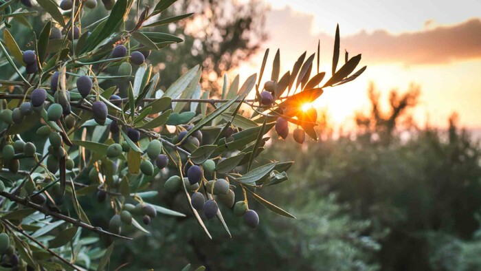 Zo zeme (s Barbarou) / Pestujeme olivovník
