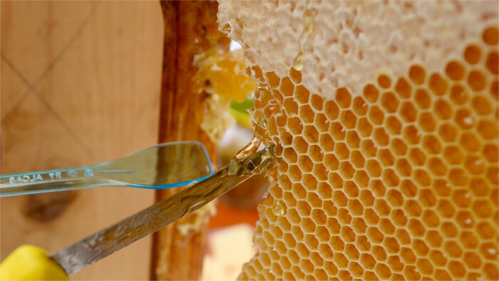 Honig – die Medizin für Körper und Geist