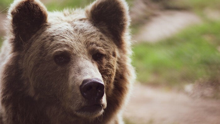 Aká je situácia s medveďmi v NP Malá Fatra? 