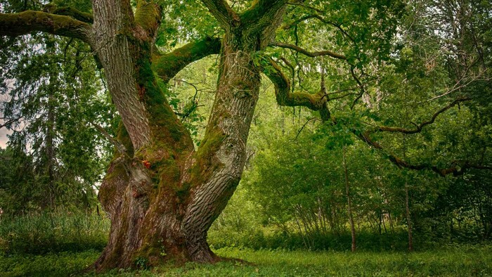 Staré stromy na Slovensku
