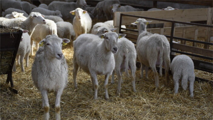 Este año los criadores eslovacos entregarán a las tiendas 22.000 corderos 