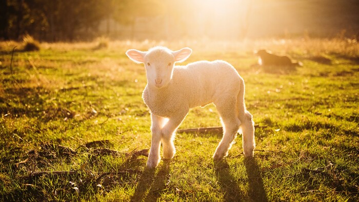 Podpora chovateľov oviec a kôz
