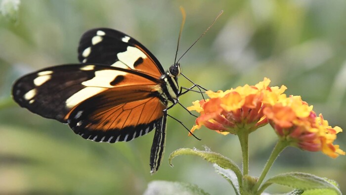 Záchrana vzácnych motýľov na Vršatci