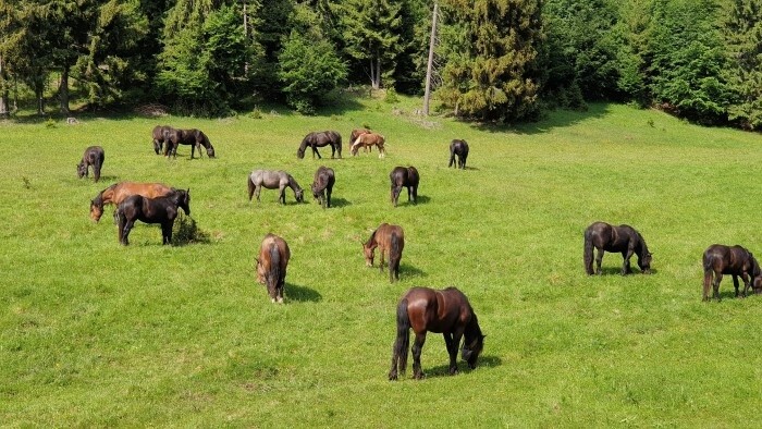 Tourismus-Paradies Muraner Hochebene: wunderschöne Natur, halbwilde Pferde und niedliche Ziesel   