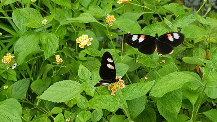 V košickej Botanickej záhrade opäť vystavujú motýle