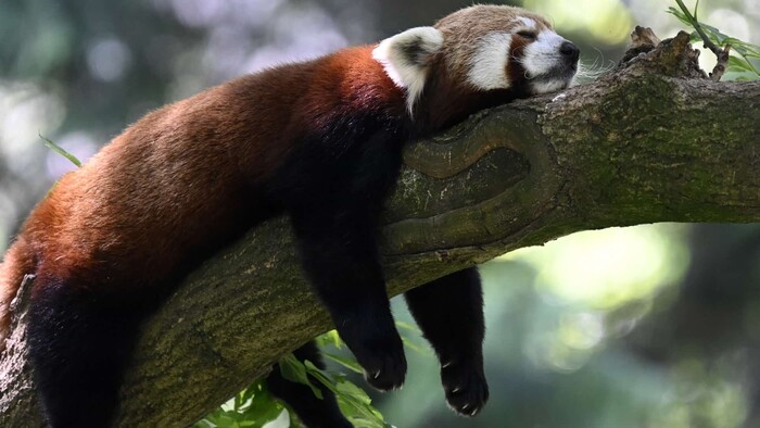 Pandu červenú v Bojniciach menom Bambu volajú aj Ola a je zo Slovinska