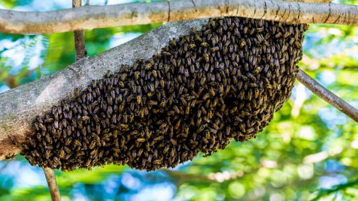 Našli ste si hrču včiel na strome? Prišlo k vám šťastie