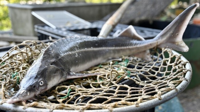 Chov rýb na Slovensku: ako na tom sme, je záujem o slovenské ryby? 