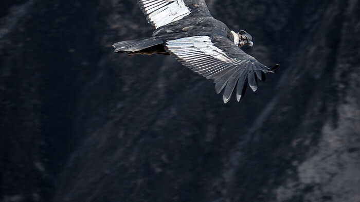 V Kaňone Colca sa dá sledovať aj jeden z najväčších vtákov na svete Kondor.jpg