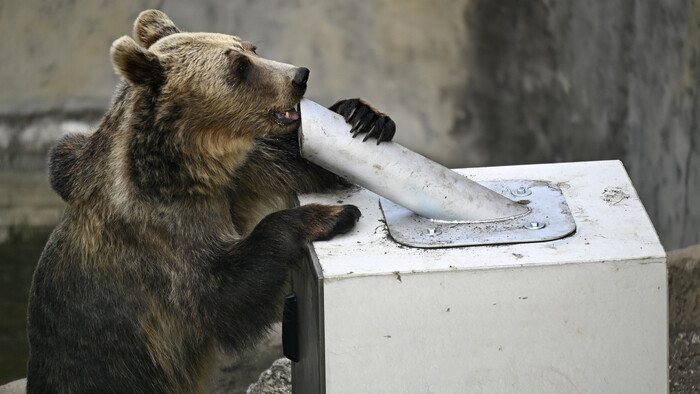 V ZOO Bojnice testujú medvede kontajnery