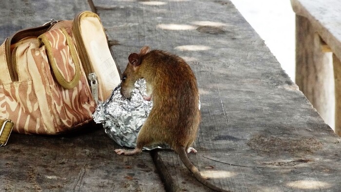 Oľga Feldeková: Inteligentný potkan
