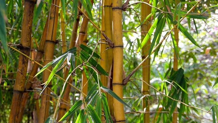 Univerzálny bambus. Vhodný ako oplotenie, dekorácia aj pochúťka