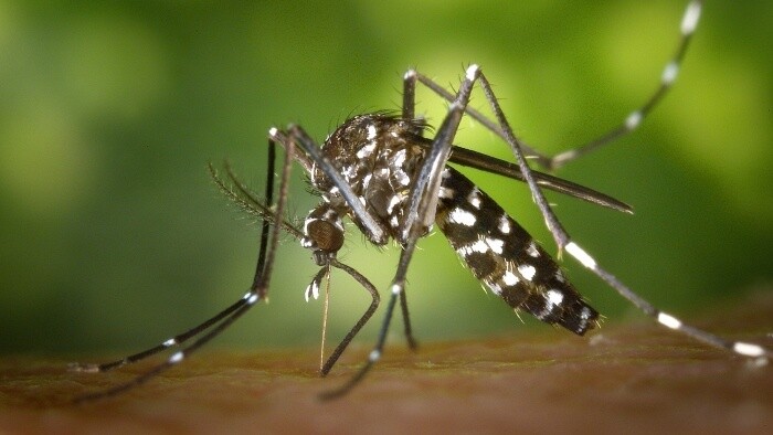 Komár tigrovaný na Slovensku