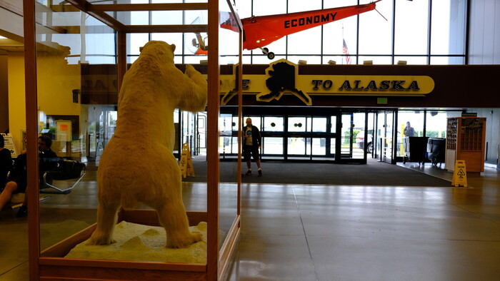 už v príletovej hale víta návštevníkov polárny medveď. na Aljaške žijú všetky 3 tipy medveďov.JPG