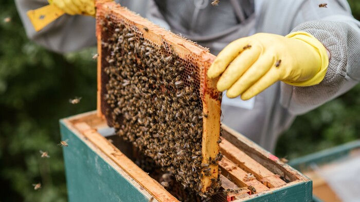 Včely už vidno lietať, hoci sezóna sa im začne až v apríli