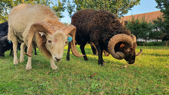 Quessantské ovce ako živé kosačky aj prírodná televízia