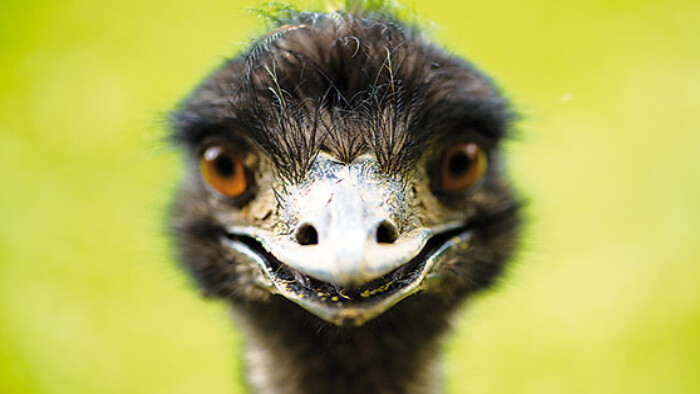 Chovateľ austrálskeho pštrosa emu v Krakovanoch 