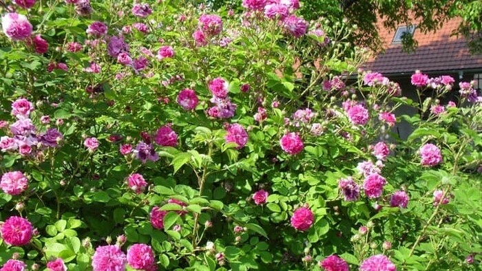 V záhrade ruží Rudolfa Geschwinda 