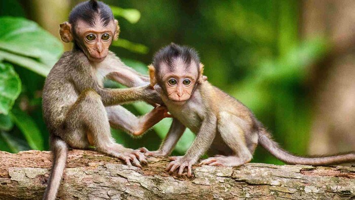 Prvá opica s dvomi DNA na svete