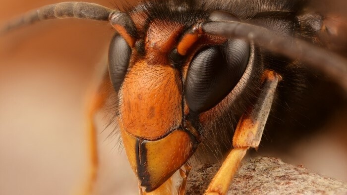 Hmyzia hrozba sršeň ázijský klope na naše dvere. Viete, ako postupovať?
