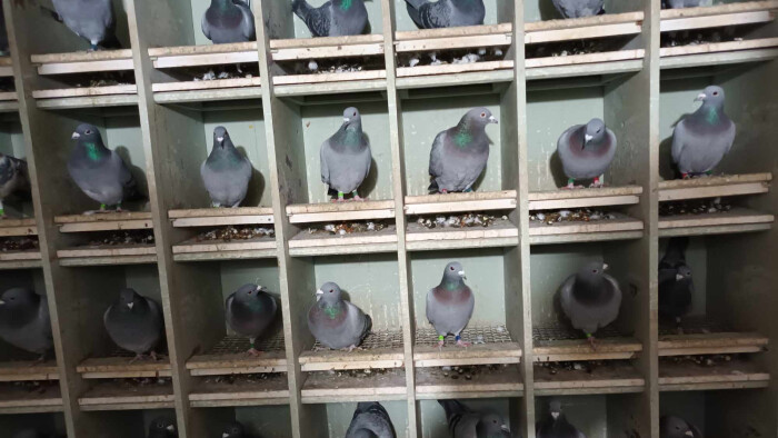 Chovatelia poštových holubov