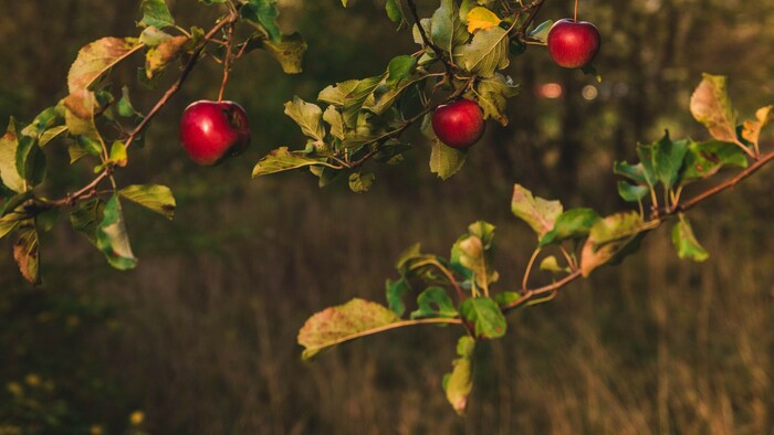 Zostali vám na ovocných stromoch dlho zelené listy? | Sobota s Jánom Škorňom